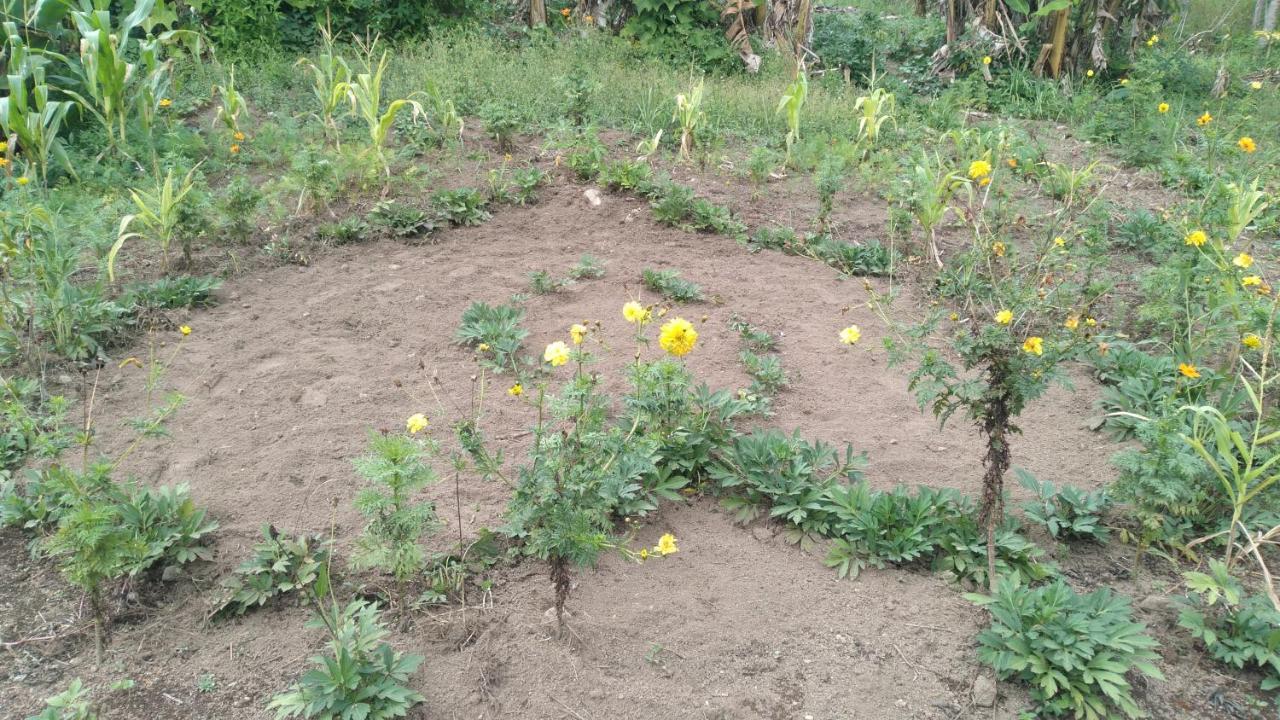 Karleta Homestay Ruteng Dış mekan fotoğraf