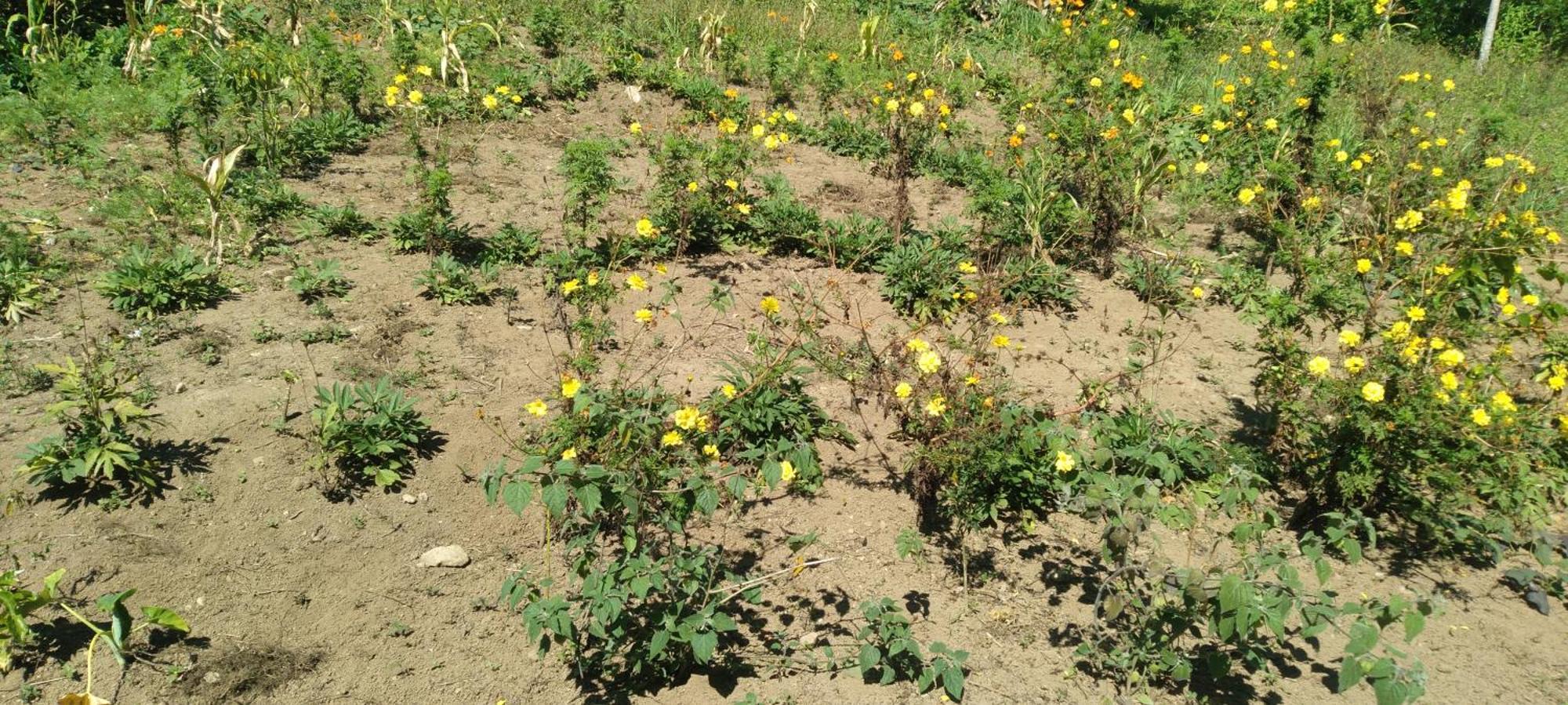 Karleta Homestay Ruteng Dış mekan fotoğraf
